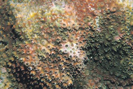 CotW: Cyphastrea agassizi