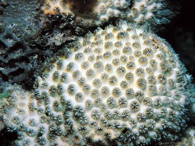 CotW: Cyphastrea agassizi