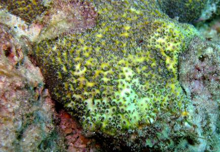 CotW: Cyphastrea agassizi