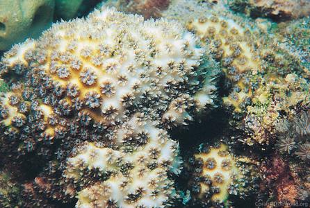 CotW: Cyphastrea agassizi