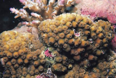 Cyphastrea chalcidicum