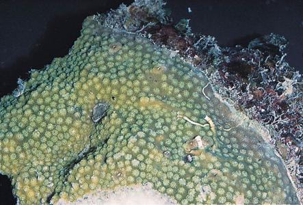 CotW: Cyphastrea chalcidicum