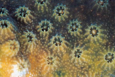 CotW: Cyphastrea chalcidicum