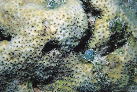 CotW: Cyphastrea chalcidicum