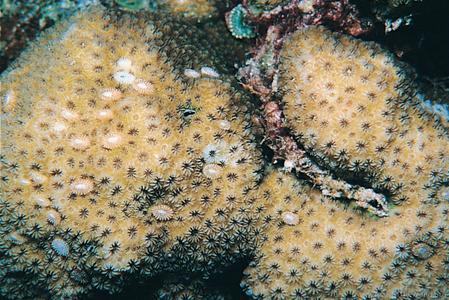 CotW: Cyphastrea chalcidicum