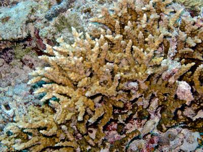 CotW preview: Cyphastrea decadia