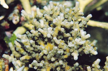 CotW: Cyphastrea decadia
