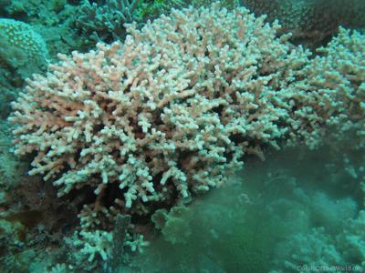 CotW: Cyphastrea decadia