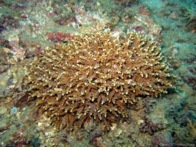 CotW: Cyphastrea decadia