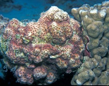 CotW: Cyphastrea hexasepta