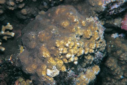 CotW: Cyphastrea hexasepta