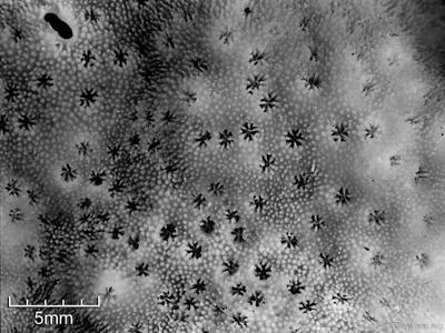 CotW: Cyphastrea hexasepta