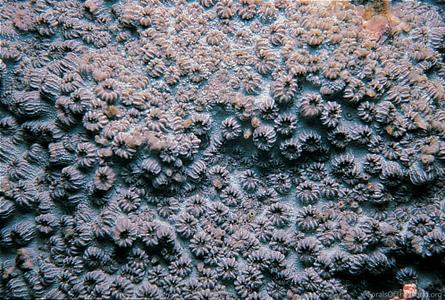 Cyphastrea japonica