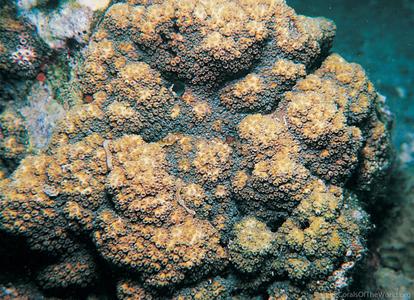 CotW preview: Cyphastrea japonica