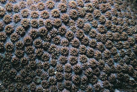 CotW: Cyphastrea japonica