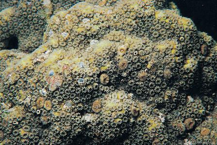 CotW: Cyphastrea japonica