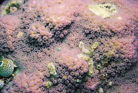 CotW preview: Cyphastrea microphthalma