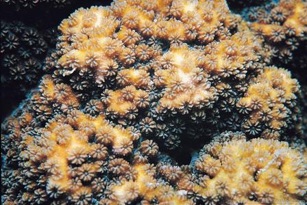 CotW: Cyphastrea microphthalma
