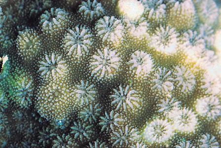 CotW: Cyphastrea microphthalma