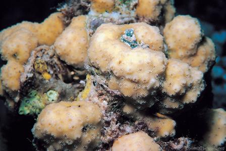 CotW: Cyphastrea microphthalma