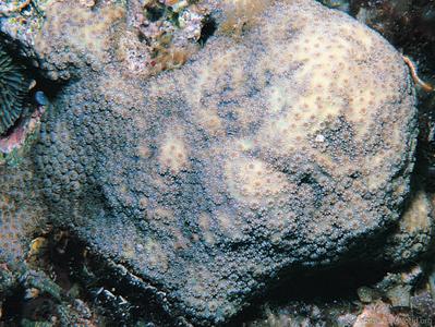 CotW preview: Cyphastrea ocellina