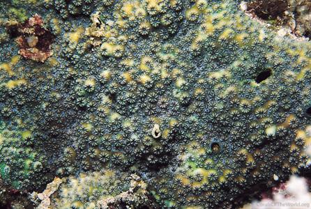 CotW: Cyphastrea ocellina