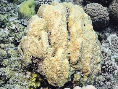 CotW: Cyphastrea ocellina