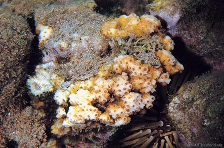 CotW: Cyphastrea ocellina