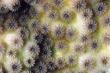 Cyphastrea serailia