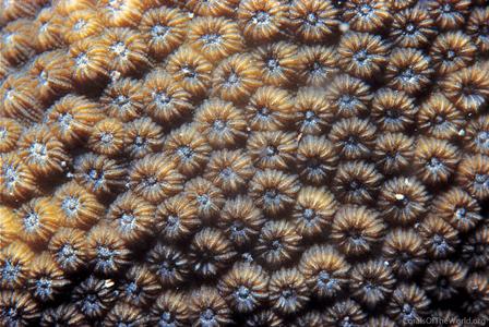CotW preview: Cyphastrea serailia