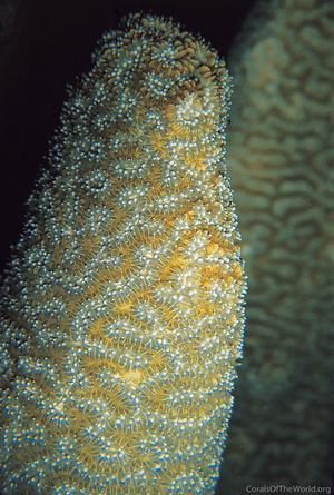 CotW: Dendrogyra cylindrus