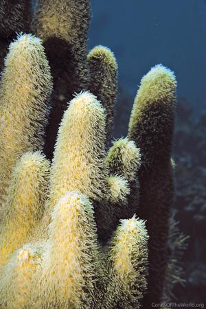 CotW: Dendrogyra cylindrus