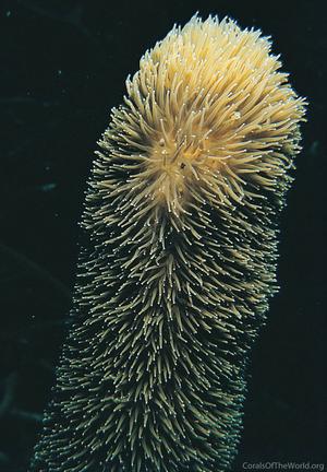 CotW: Dendrogyra cylindrus