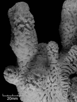 CotW: Dendrogyra cylindrus