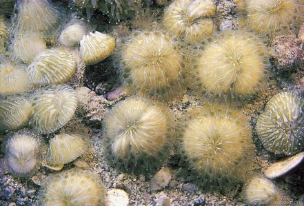 Diaseris distorta