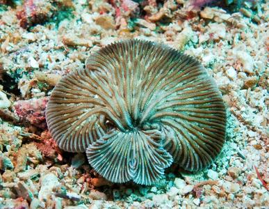 CotW: Diaseris distorta