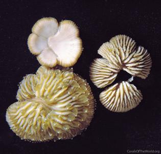 CotW: Diaseris distorta