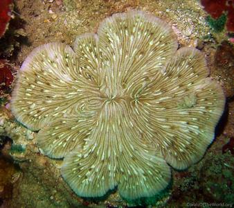 Diaseris fragilis
