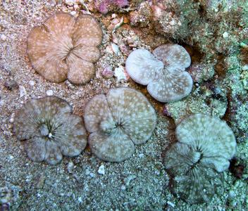 CotW: Diaseris fragilis