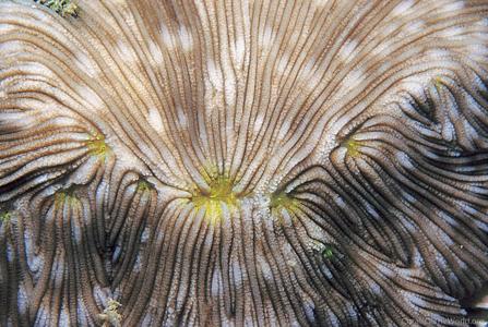 CotW: Diaseris fragilis