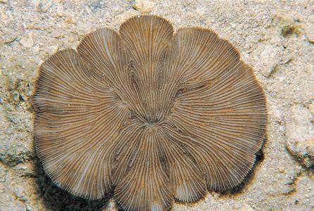 CotW: Diaseris fragilis