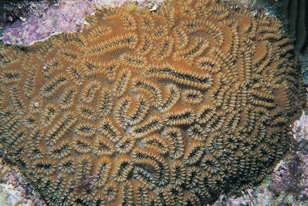 Dichocoenia stokesi