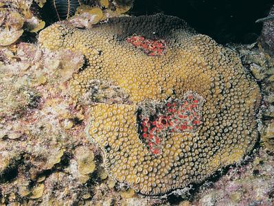 CotW preview: Dichocoenia stokesi