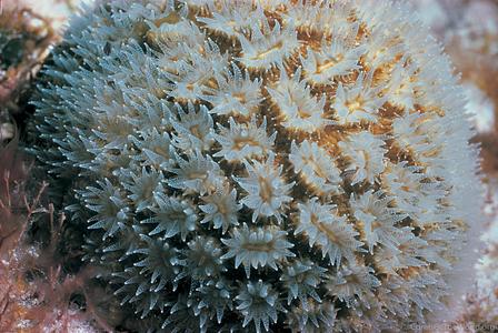 CotW: Dichocoenia stokesi