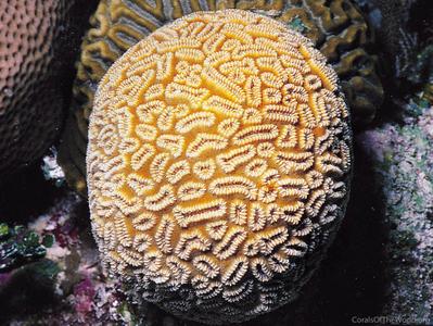 CotW: Dichocoenia stokesi