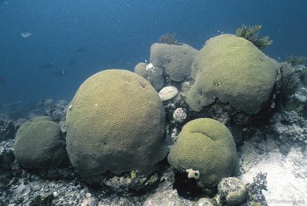 CotW preview: Diploastrea heliopora