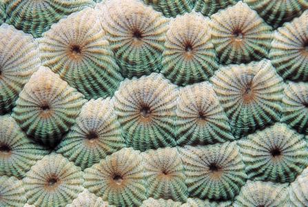 CotW: Diploastrea heliopora