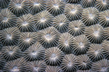 CotW: Diploastrea heliopora