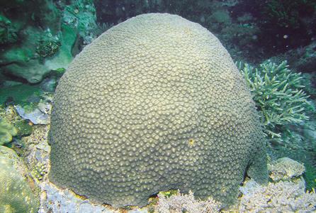 CotW: Diploastrea heliopora