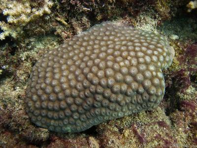 CotW: Diploastrea heliopora